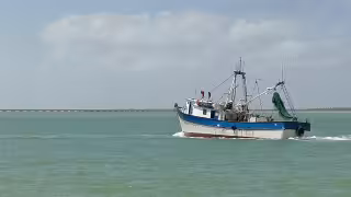 Crisis camaronera en Campeche paraliza la flota y obliga a pescadores a migrar