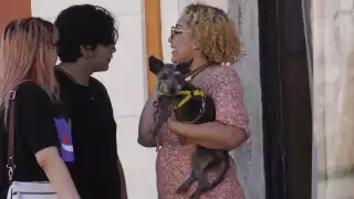 Perros y gatos entran en pánico ante el estruendo y pueden sufrir infartos.