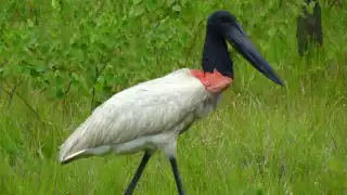 La especie puede encontrarse desde el sur de México hasta Argentina