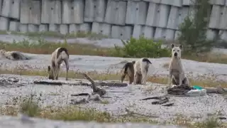 Los animales en cuestión depredan los sitios de anidación y se comen las crías de esta ave que es una especie protegida en México