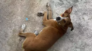 Se ha detectado que el más 50 % de los perros que atacan tienen dueño