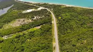 La invasión hormiga en la Península de Atasta ha afectado más de siete kilómetros de manglar negro y rojo