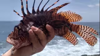 Acuarismo y comercio, principales vías de peces exóticos