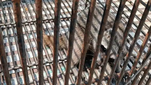 Los también conocido racunes pertenecen al grupo de animales que mantienen más contacto con los humanos y mascotas.