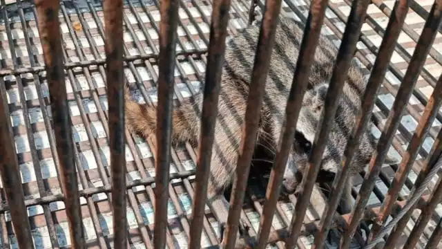 Los también conocido racunes pertenecen al grupo de animales que mantienen más contacto con los humanos y mascotas.