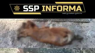 Desmiente SSP Yucatán que restos hallados en parque de Mérida correspondan a perros