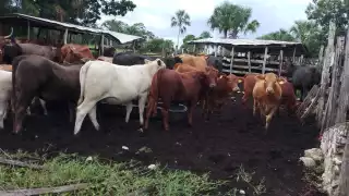 “No queremos que nuestras vacas se enfermen”: Ganaderos de Hecelchakán luchan contra el gusano barrenador