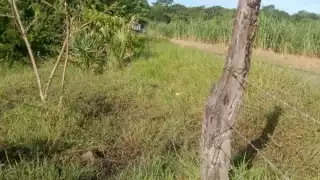 Un semental de 800 kilogramos fue robado y hallado destazado cerca de una parcela