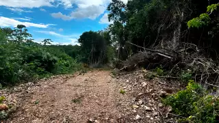 Profepa detectó más de 2 mil 500 hectáreas dañadas de selva en Q. Roo por uso de suelo agroindustrial