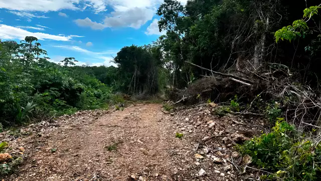 Operativos en tres puntos de la entidad, además en Campeche y Yucatán resultaron en la clausura de 17 predios y el aseguramiento de maquinaria