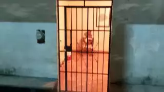 Fallece el otro joven apuñalado en Felipe Carrillo Puerto; detienen a la madre de los responsables