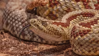 Mordeduras de serpiente de cascabel en Yucatán: cómo actuar y dónde acudir