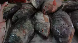 Comerciantes del Lucas de Gálvez prevén un aumento de hasta el 15 por ciento en la actividad