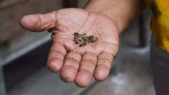 En el 2024 se reportaron más abejas y panales muertos en comisarías en Tizimín