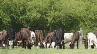 La Secretaría de Agricultura y Desarrollo Rural (Sader) de Campeche pide reportar cualquier caso o sospecha de rabia bovina, según la Norma Oficial Mexicana NOM-067-ZOO-2007.