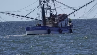 Veda del camarón dejará a 476 pescadores sin actividad