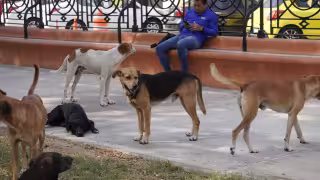 Altas temperaturas ponen en peligro a animales en situación de calle