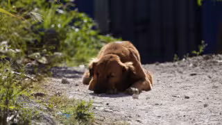 Campeche acumula 836 casos de gusano barrenador; caninos, segunda especie más afectada