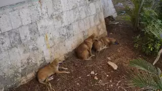 Es posible transportar la enfermedad incluso en nuestro calzado.
