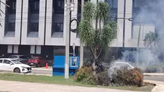 Intentan quemar un enjambre de abejas en Mérida y terminan atacando a un jardinero