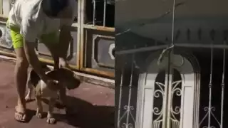 Maltrato animal en Chetumal: Vecinos salvaron a perrito de morir ahorcado