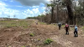   Taladores furtivos y menonitas devastan casi mil hectáreas de selva en Bacalar y José María   Morelos