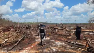 Venta de predios contribuye a la deforestación de menonitas en Quintana Roo