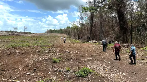 Mediante operativos en el municipio y José María Morelos, se detectaron mil 463 hectáreas de desmonte