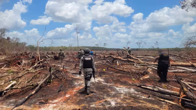 Según los ejidatarios, los menonitas han provocado una gran deforestación.