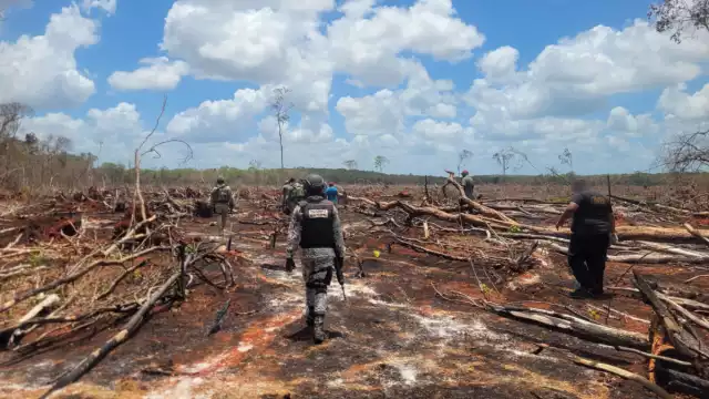 Según los ejidatarios, los menonitas han provocado una gran deforestación.