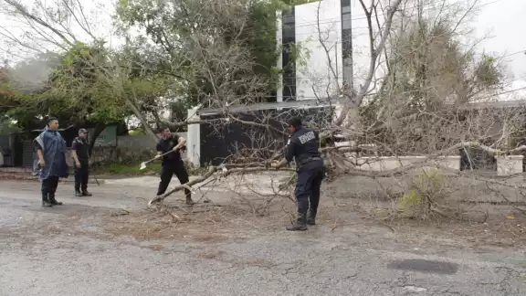 Solamente se registra la caída de árboles en Yucatán Solamente se registra la caída de árboles en Yucatán