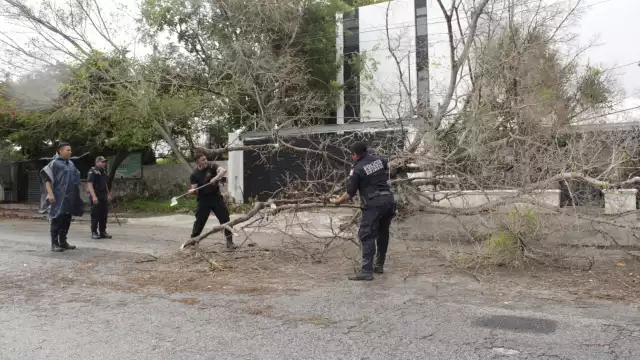 Solamente se registra la caída de árboles en Yucatán