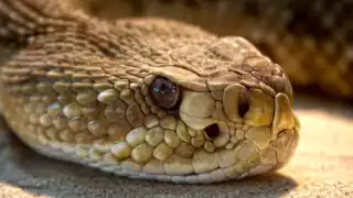 Serpiente de cascabel muerde a una mujer en Kinchil