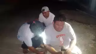 Personal especializado se encargó de someterlo para retirarlo de ahí.