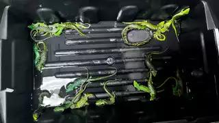 De acuerdo con lo informado por la Profepa los hechos ocurrieron el pasado 19 de mayo