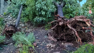 Turbonada derriba árboles en Hopelchén: daños en viviendas y garaje