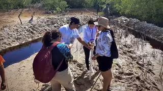 Comunidad de Motul se une para restaurar manglares y fortalecer la conservación ambiental