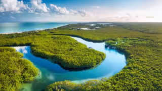 Manglares avanzan en la costa de Yucatán mientras hoteles y ciudades reducen su espacio