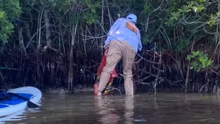 Cáscaras de camarón y otros residuos orgánicos podrían ser el nuevo “oro” biodegradable del litoral yucateco
