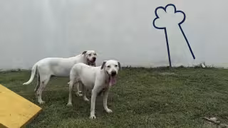 Oso y Blanquis habrían escapado otra vez de su casa en la colonia Bojórquez de Mérida
