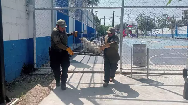 Elementos de seguridad del municipio ponen a salvo a un can y a sus 6 cachorros en la Pablo Moreno