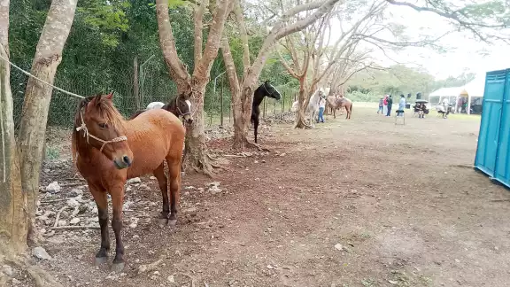 Las familias llegaron a este destino desplazadas de sus lugares de origen o en busca de un mejor nivel de vida, quienes piden apoyo educativo y médico