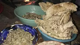 Las larvas de avispas conocidas como ek, son un alimento codiciado