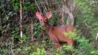    Así lograron captar al escurridizo venado temazate pardo en la selva yucateca  