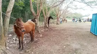 Las familias llegaron a este destino desplazadas de sus lugares de origen o en busca de un mejor nivel de vida, quienes piden apoyo educativo y médico