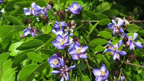 La pérdida de hábitat, la tala indiscriminada y el cambio climático son factores que afectan al guayacán La pérdida de hábitat, la tala indiscriminada y el cambio climático son factores que afectan al guayacán