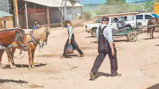 En los campos menonitas de Yalnón, Hecelchakán, los “coyotes” comenzaron a pagar 6 mil 700 pesos por tonelada de maíz