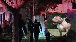 Uno de los canes regresó a su domicilio, mientras que el otro sigue sin ser localizado