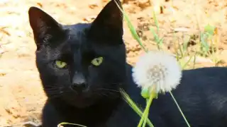 ¿Por qué debes cuidar a tus gatos esta temporada de Halloween en Campeche?