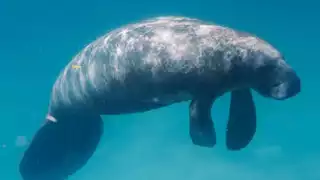 Manatíes muertos han causado procupación entre la ciudadanía.